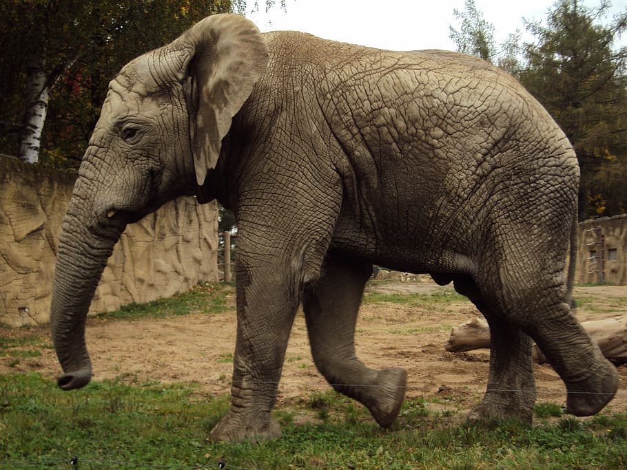 elephant, zoo, trunk, grey, animals, animal themes, animals in the wild HD wallpaper