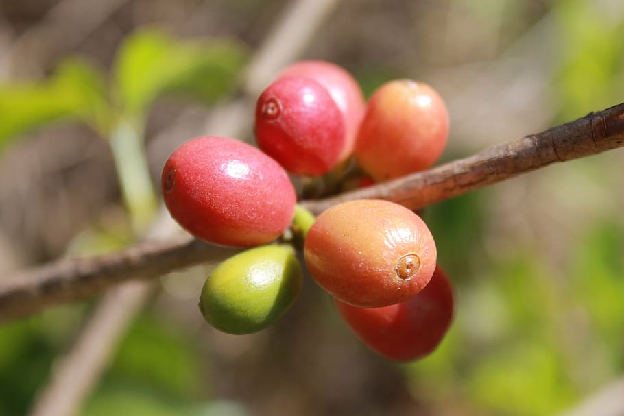 pink fruits hanging on tree, coffee, coffee bean, grain, nature HD wallpaper