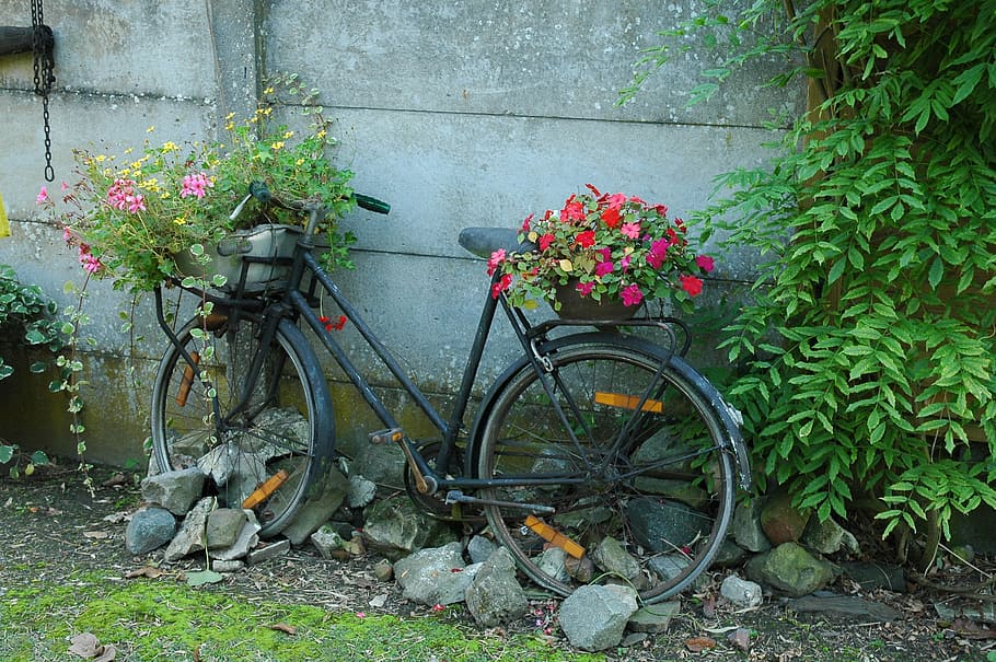 bicycle, garden, flowers, plant, flowering plant, nature, no people HD wallpaper