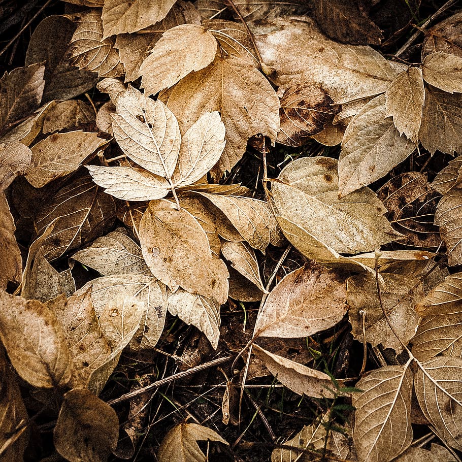 leaf, nature, flora, tree, fall, dry, environment, outdoors HD wallpaper