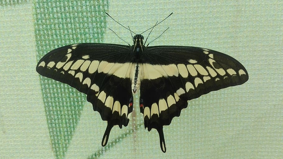 butterfly, nature, wings, invertebrate, animal wing, insect HD wallpaper