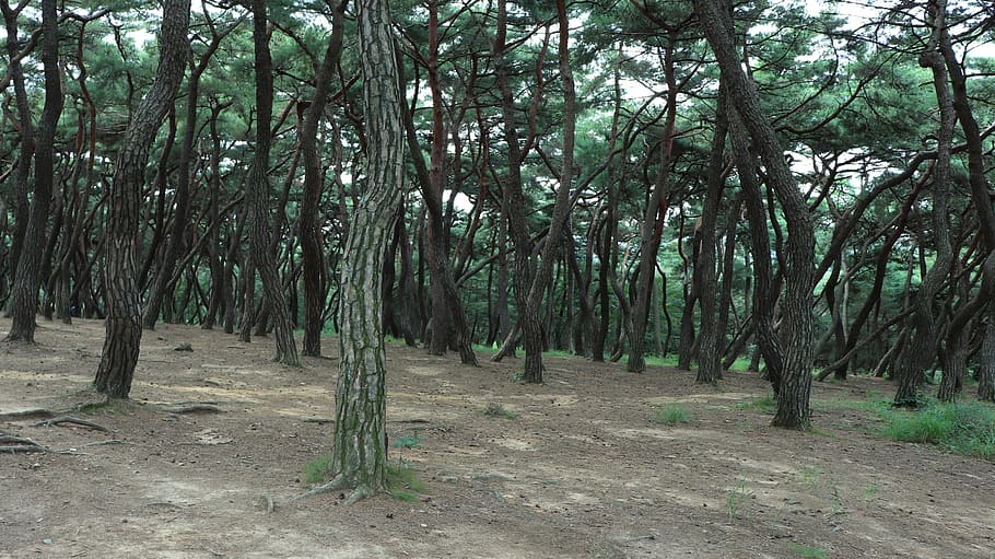 forest photo during daytime, pine, tree, pinetree, pine tree HD wallpaper