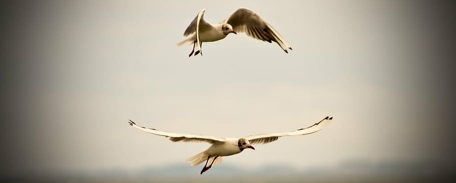 seagull, dom, lake, bird, flying, nature, animal, wildlife HD wallpaper