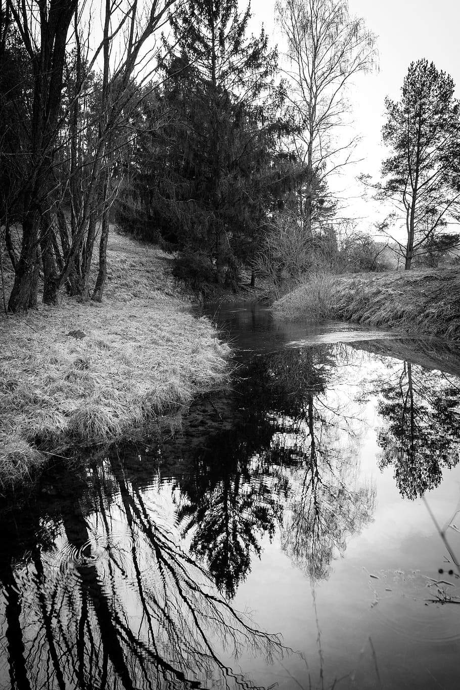 tree, nature, landscape, waters, wood, black and white photography HD wallpaper