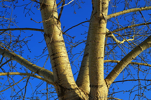 tree, branches, blue sky, nature, winter, bark, wood, forest HD wallpaper