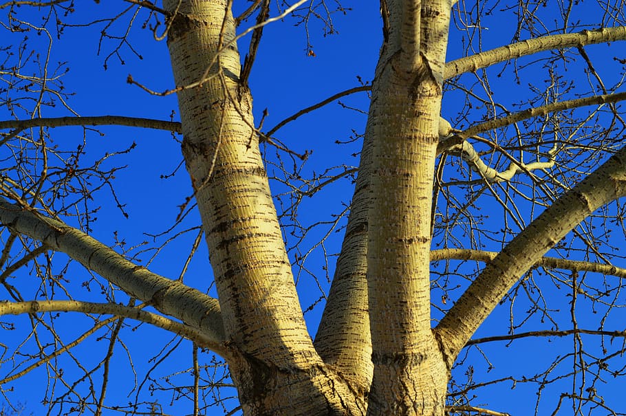 tree, branches, blue sky, nature, winter, bark, wood, forest HD wallpaper