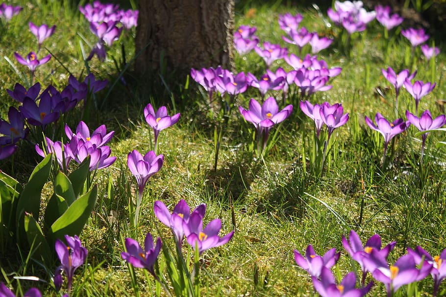 Crocus, Sun, Spring, Violet, flower meadow, spring flower, spring awakening HD wallpaper