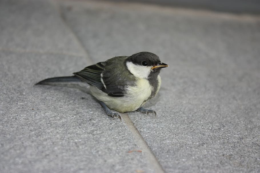 tit, bird, tile flooring, sitting, one animal, animal wildlife HD wallpaper