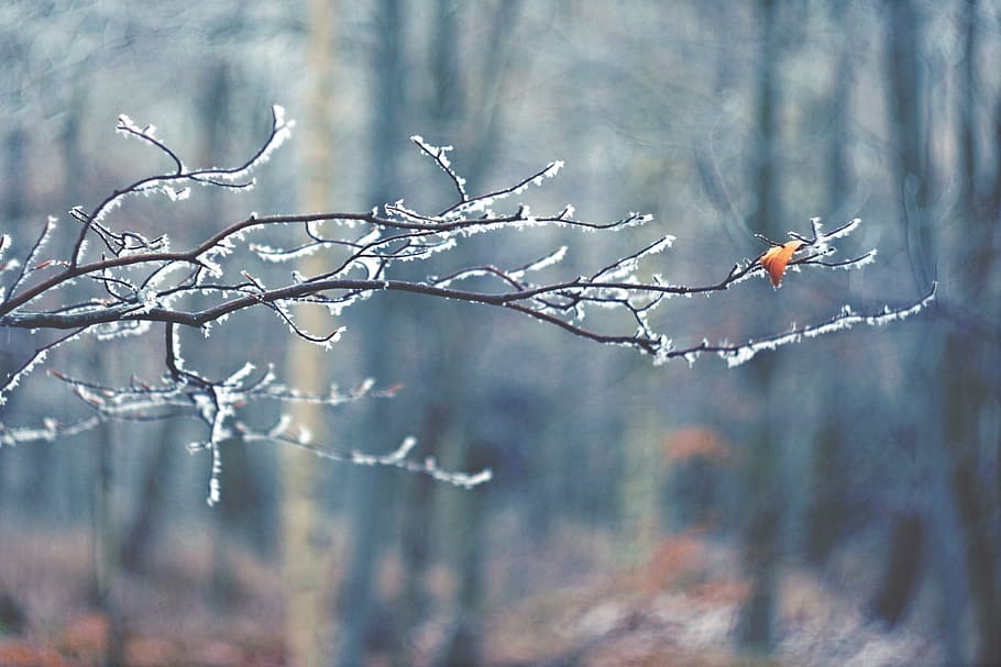 winter, m42, branch, sheet, frost, forest, icing, one, the last HD wallpaper