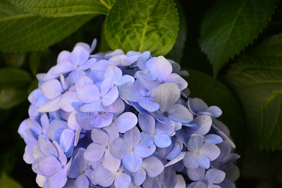 flower, hydrangea, the scenery, flowering plant, freshness HD wallpaper
