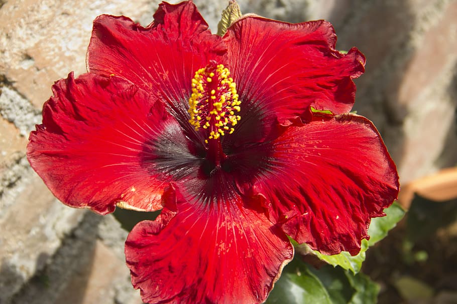flower, plant, leaf, green, spring, nature, summer, flora, agriculture HD wallpaper