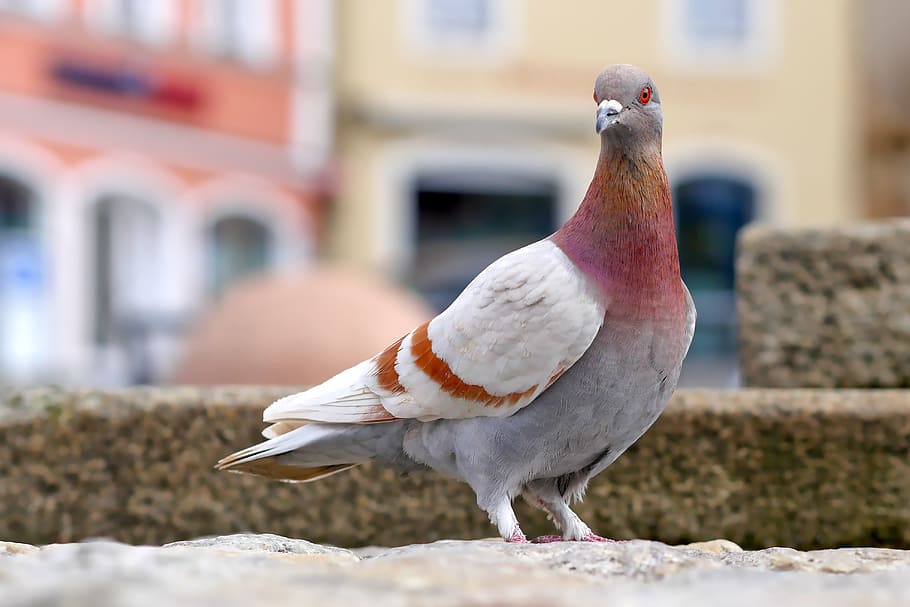 maroon-neck pigeon on stone, dove, bird, feather, nature, plumage HD wallpaper