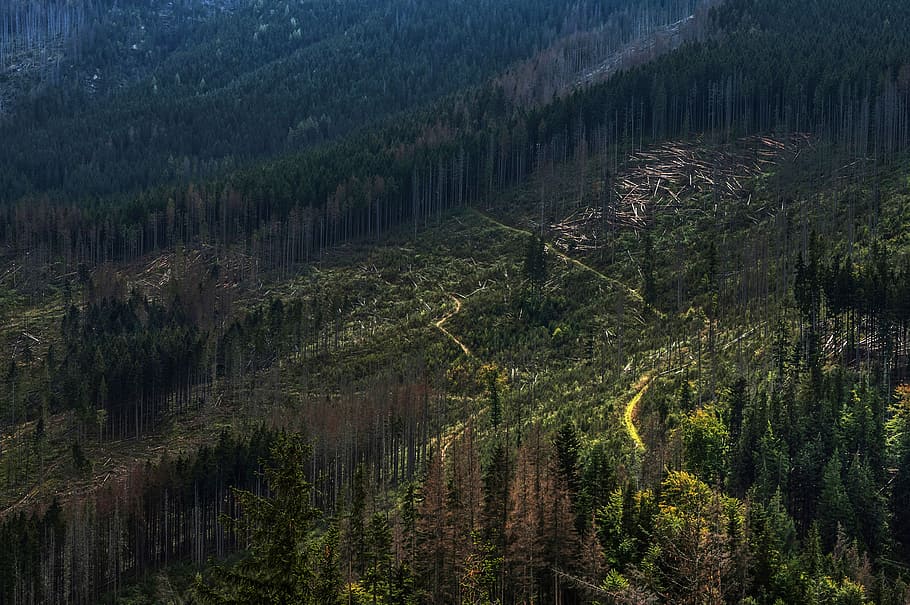 aerial photography of forest, aerial photography of mountain HD wallpaper