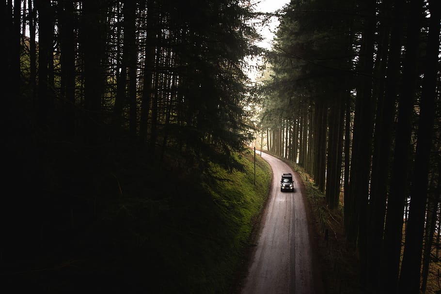 black car on road between forest, black vehicle on road between trees