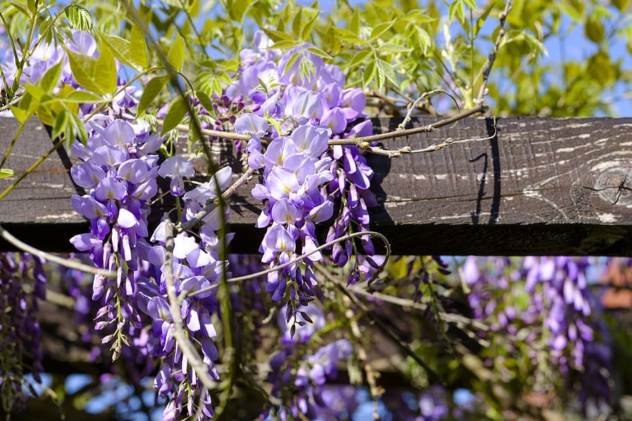 blue rain, wisteria, glycine, glycinie, fabaceae, faboideae, HD wallpaper