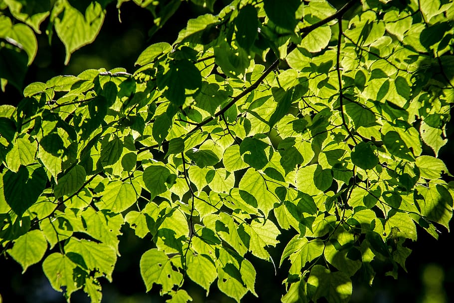 HD wallpaper: foliage, lime, tree, the sun, nature, forest, green, park