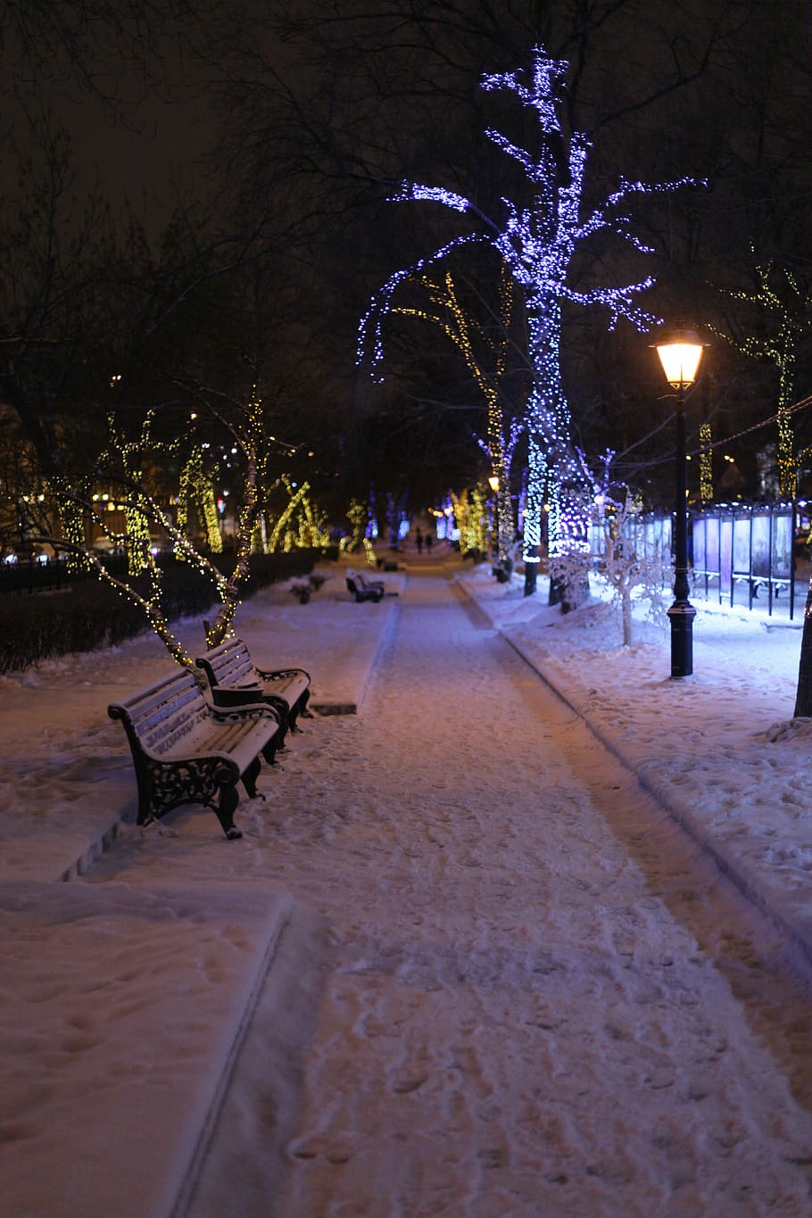 park, winter, benches, cold, russia, city park, snow, tree HD wallpaper