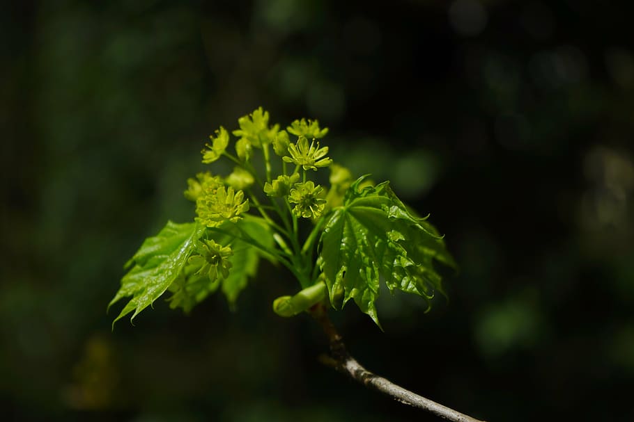 bud, maple branch, go up, frisch, young, growth, nature, live new HD wallpaper