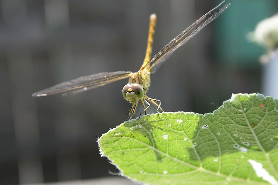 dragonfly, summer, macro, nature, garden, insect, invertebrate HD wallpaper