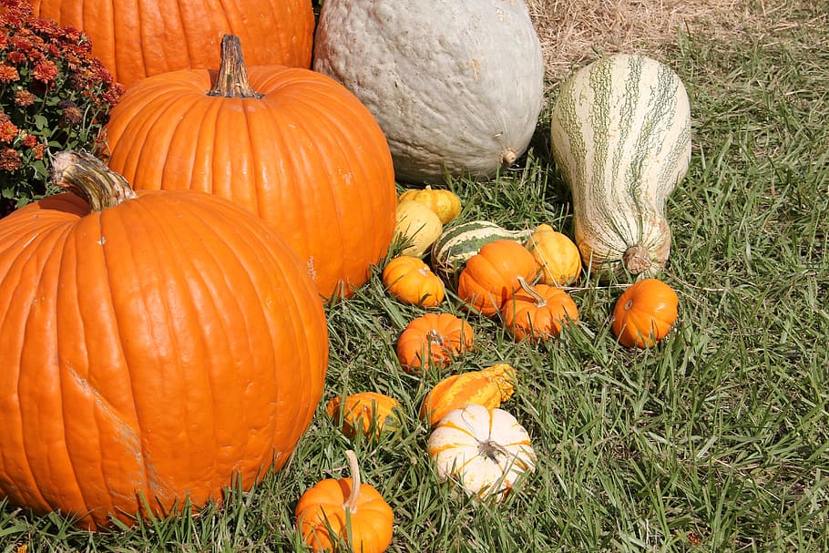 Pumpkins, Gourds, Fall, Halloween, vegetables, thanksgiving HD wallpaper