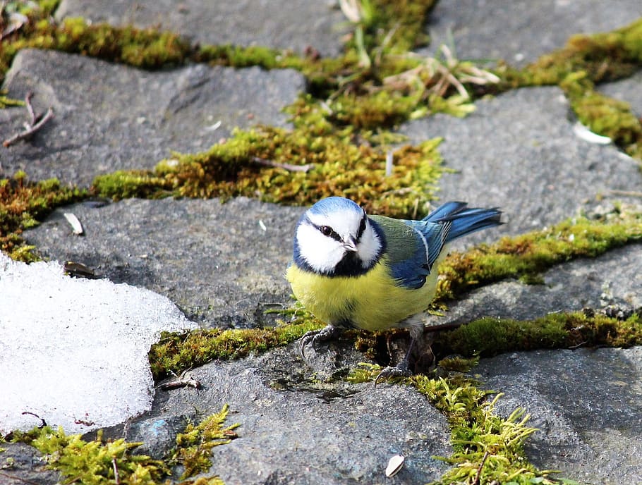 blue tit, meisenart, garden, foraging, plumage, small bird, HD wallpaper