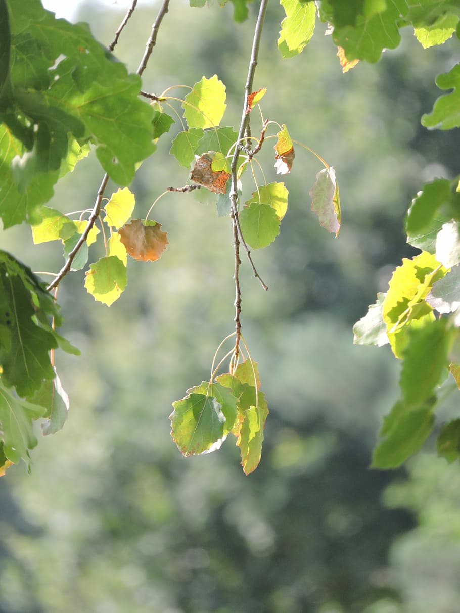 Foliage, Tree, Branch, Nature, Green, recreation, forest, oak, HD wallpaper