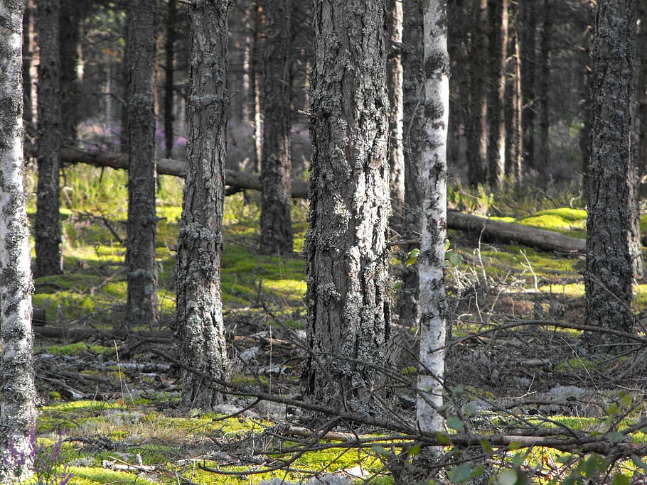 sunbeam, forest, pine, trunk, tree trunk, land, plant, nature HD wallpaper