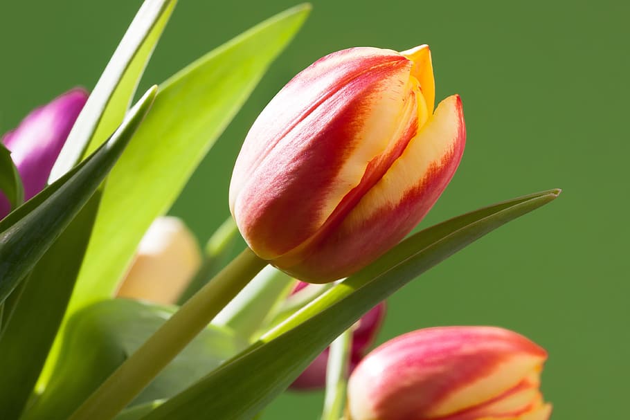red and yellow tulip flowers, tulips, bouquet, spring, macro HD wallpaper