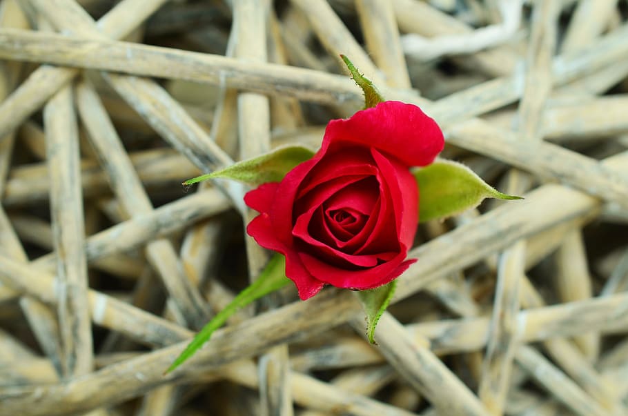 closeup photography of red rose flower, braid, assertiveness HD wallpaper