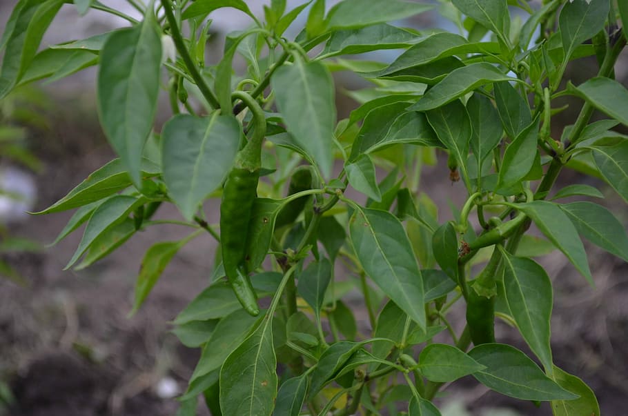 Chilly, Garden, Vegetable, Chilli, Chili, natural, nature, leaf HD wallpaper