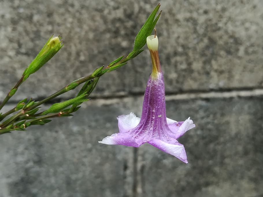 flowers, purple, flowering plant, close-up, beauty in nature HD wallpaper