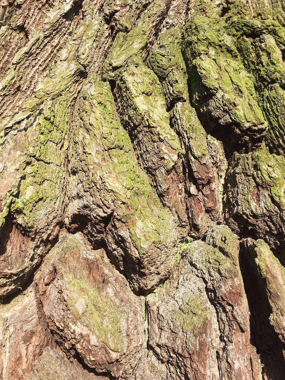 Log, Old, Tree, Moss, Bark, old tree, gnarled, tree trunk, textured HD wallpaper