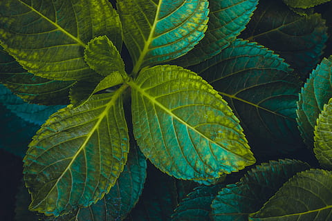green leafed plant, foliage, nature, summer, abstract, freshness HD wallpaper
