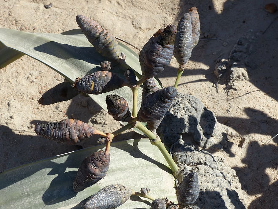 welwitischia mirabilis, desert plant, namib desert, shadow, HD wallpaper