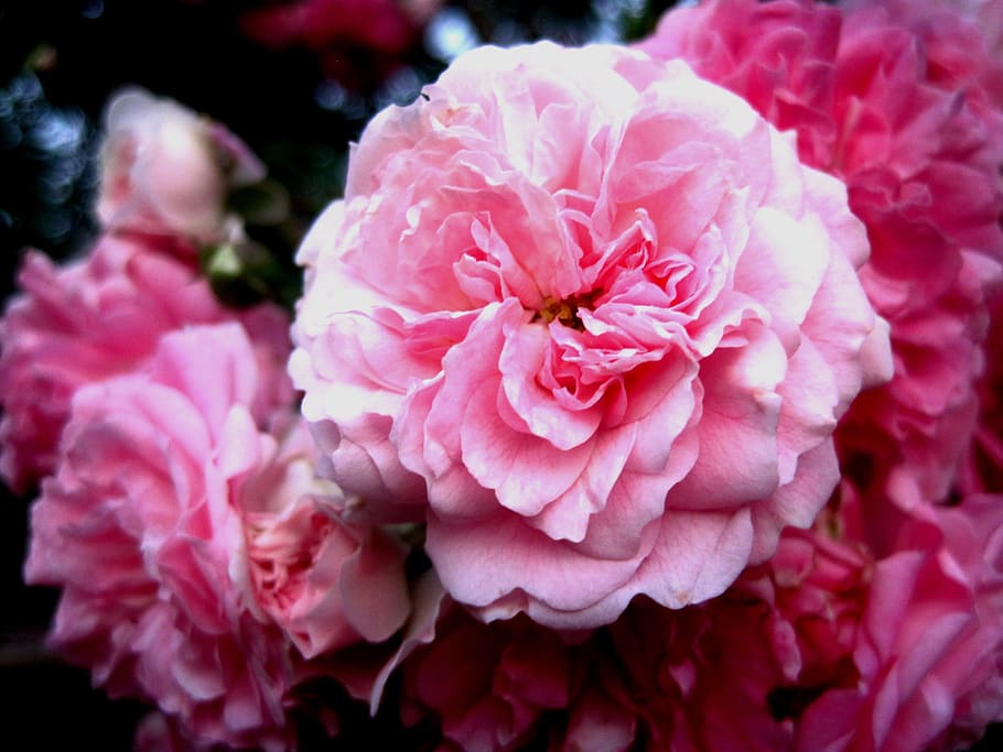 rose, rambler, pink, soft, petals, delicate, pretty, flowering plant HD wallpaper