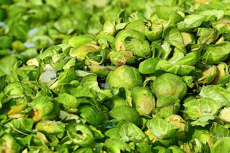 eating, plant, brussels sprout, food, green color, food and drink HD wallpaper