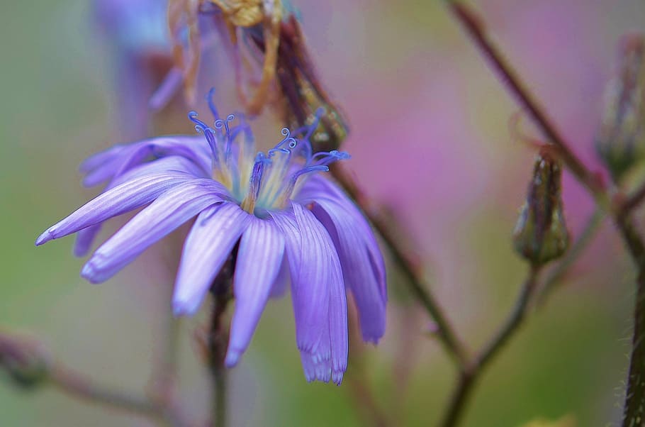 flower, nature, spring, natural, summer, plant, floral, green HD wallpaper