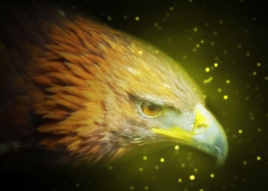 eagle head illustration, golden, eye, gliding, fly, feathers HD wallpaper