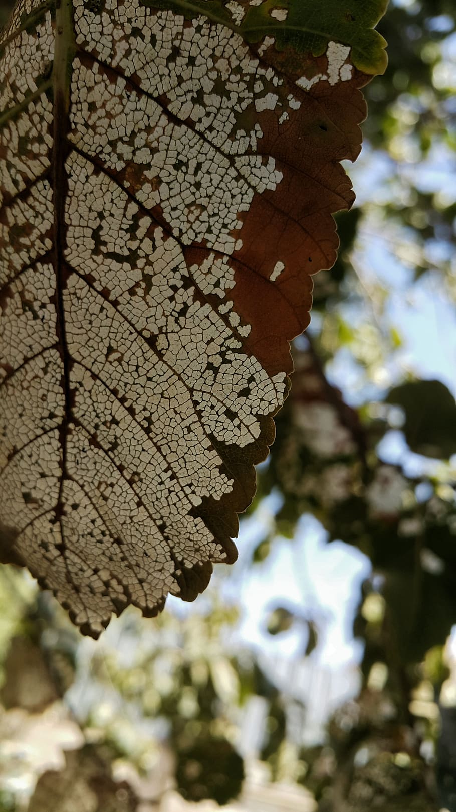 leaf, tree, white, brown, iran, focus on foreground, close-up HD wallpaper