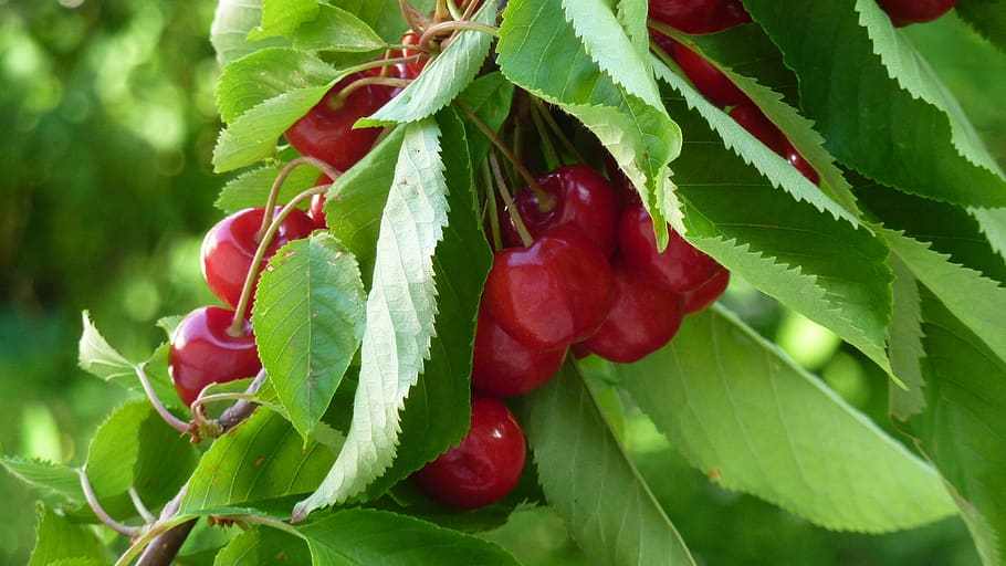 cherries, cherry tree, sweet cherry, ripe, plant part, leaf HD wallpaper