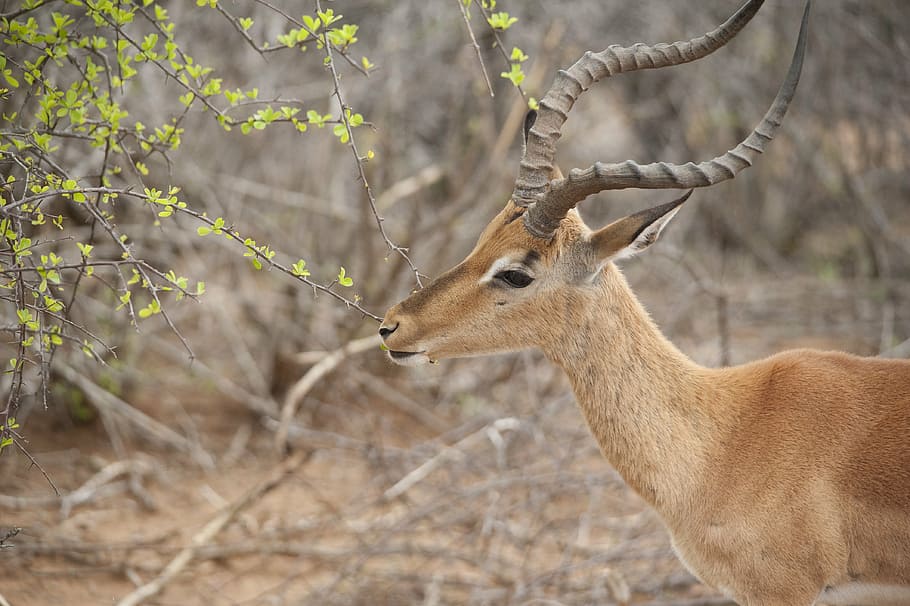 impala, deer-like, kruger, wildlife, nature, animals In The Wild HD wallpaper