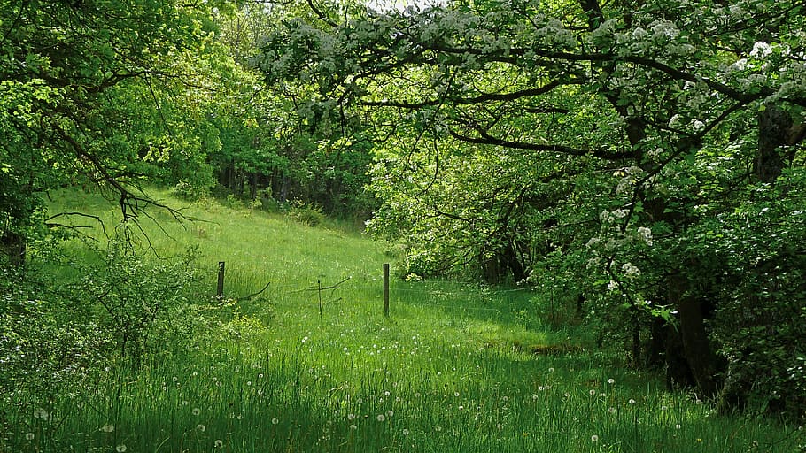 person taking a picture of green forest tree during daytime HD wallpaper