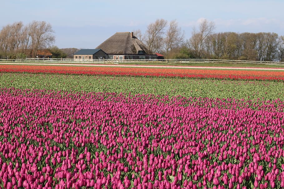tulips, tulpenbluete, holland, colorful, field of flowers, blossom, HD wallpaper
