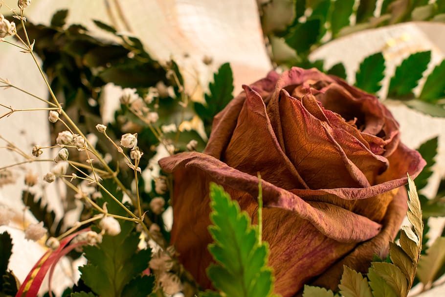 wilted rose, flower, red, spring, red flower, closeup, petals HD wallpaper