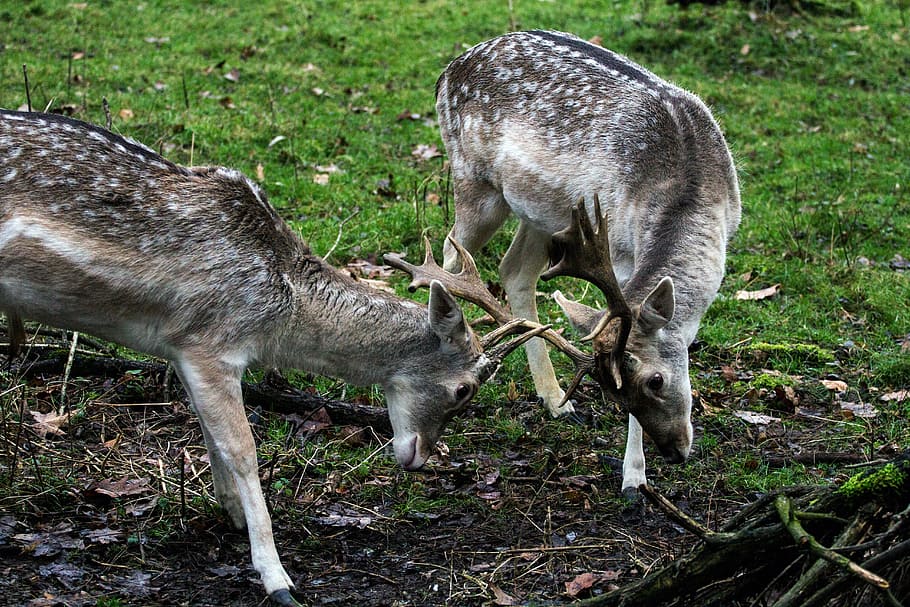 fallow deer, hirsch, forest, animal, animal themes, group of animals HD wallpaper