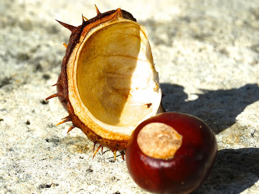 chestnut, chestnut shell, spur, exposed, brown, reddish, nutshell HD wallpaper