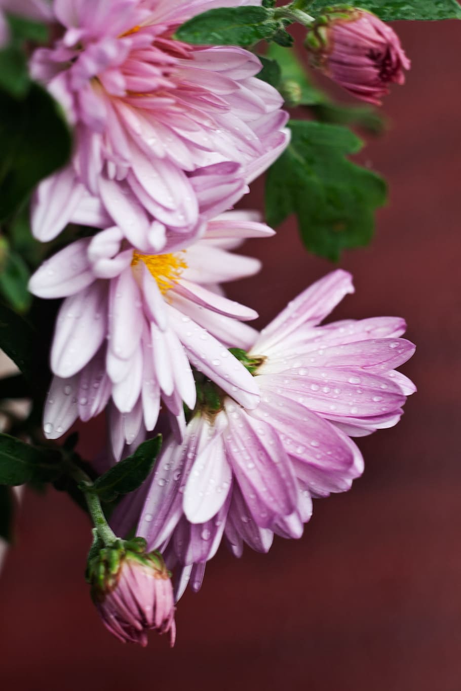 Chrysanthemum flower, flowers, flowering plant, fragility, vulnerability HD wallpaper