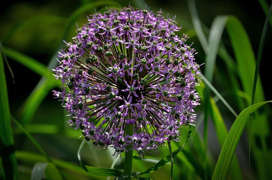 flower, wild, nature, botany, beauty, beautiful, color, natural HD wallpaper