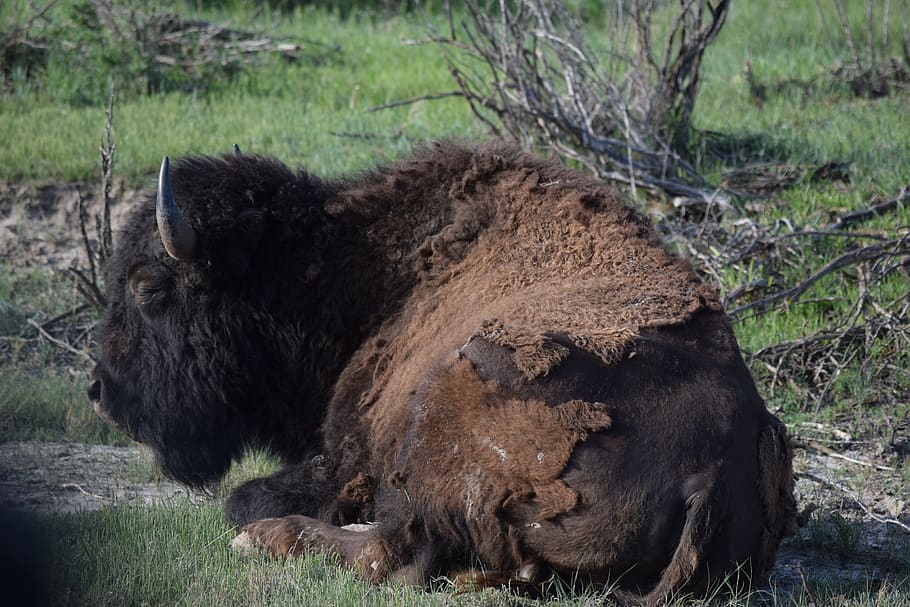 buffalo, bison, wildlife, animal themes, mammal, one animal HD wallpaper