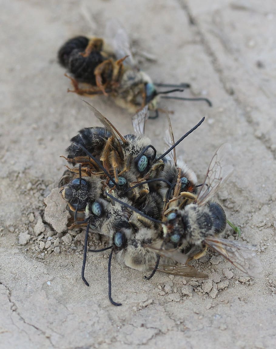 bee, struggle, insecta, flight, to kill, confrontation, animal themes HD wallpaper
